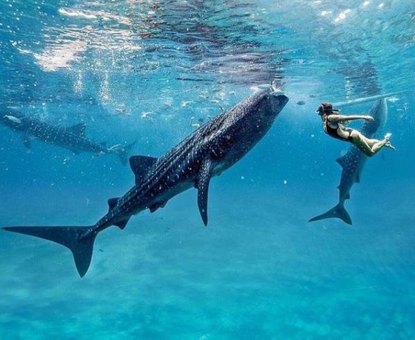 Oslob - Whale shark watching ∣ Халимтай сэлэх