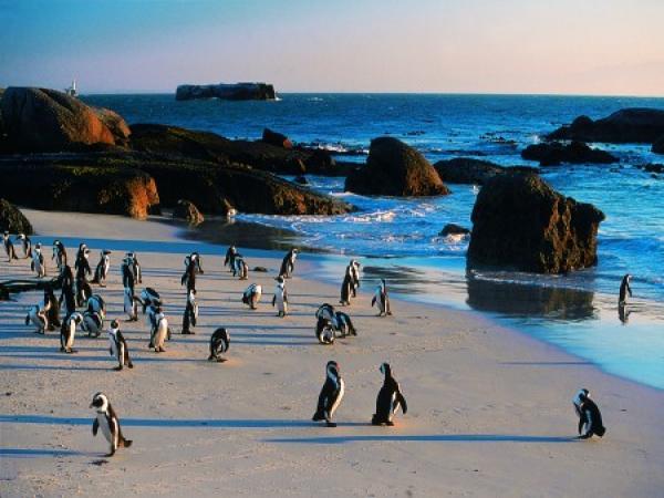 Boulders Beach ∣ Пингвиний эрэг